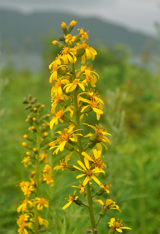 Изображение особи Ligularia fischeri.