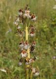 Ligularia altaica. Зрелое соплодие - метёлка с осыпающимися семянками. Восточный Казахстан, Кокпектинский р-н, 25 км в горы от с. Пантелеймоновка, 1000 м н.у.м., возле речки. 19.07.2015.