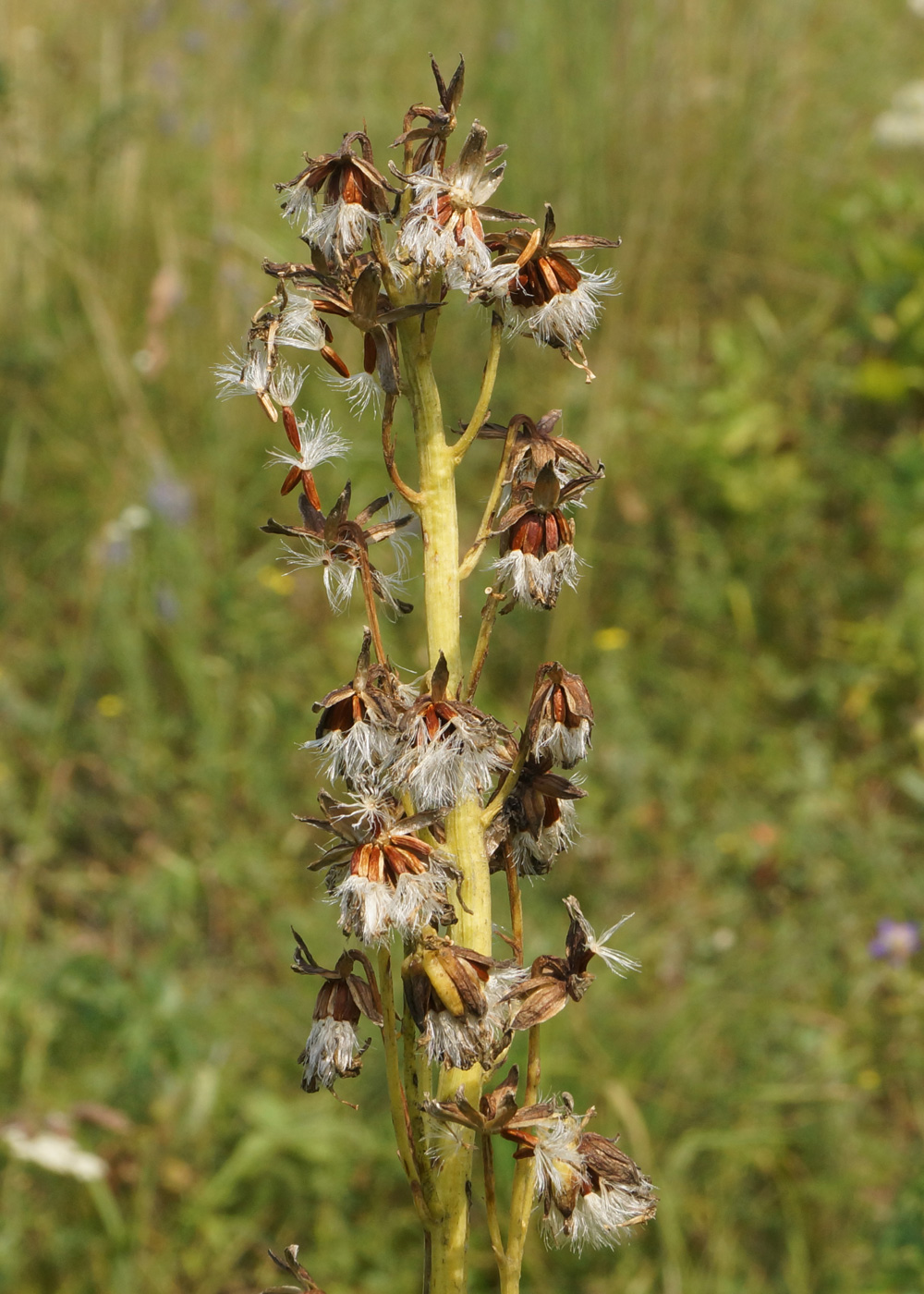 Image of Ligularia altaica specimen.