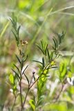 Andromeda polifolia. Верхушка веточки с незрелыми соплодиями. Ленинградская обл., Ломоносовский р-н, долина р. Шингарка, сфагновое болото. 05.07.2015.