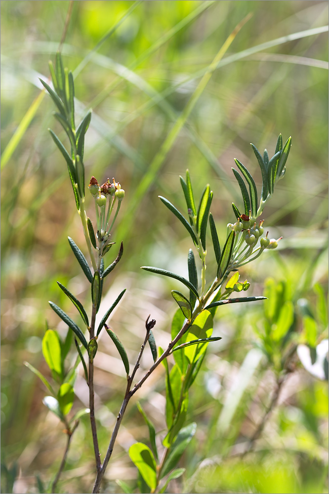 Изображение особи Andromeda polifolia.