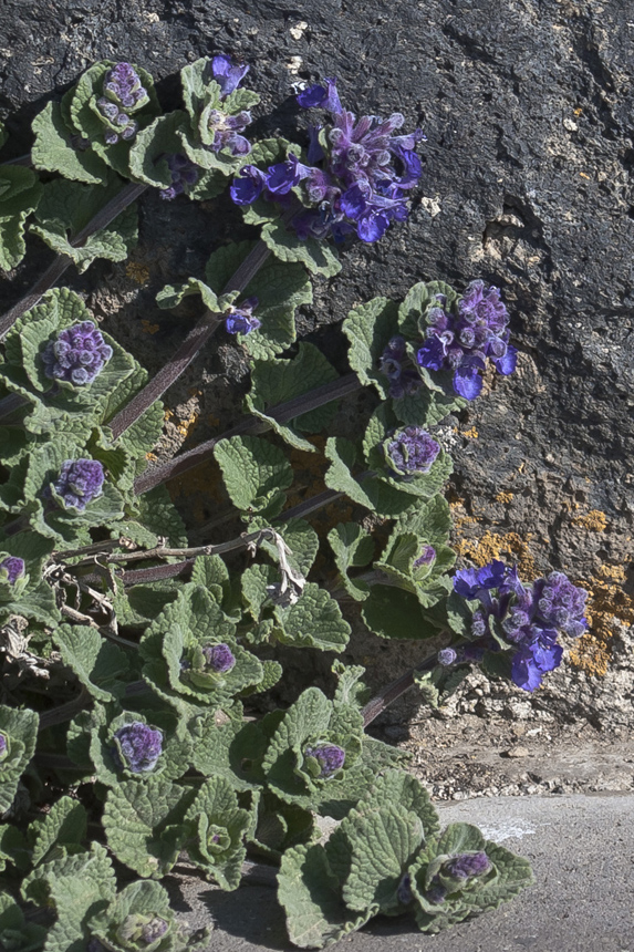 Image of Nepeta noraschenica specimen.