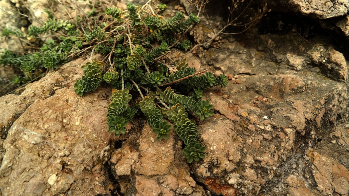 Изображение особи Odontarrhena obtusifolia.