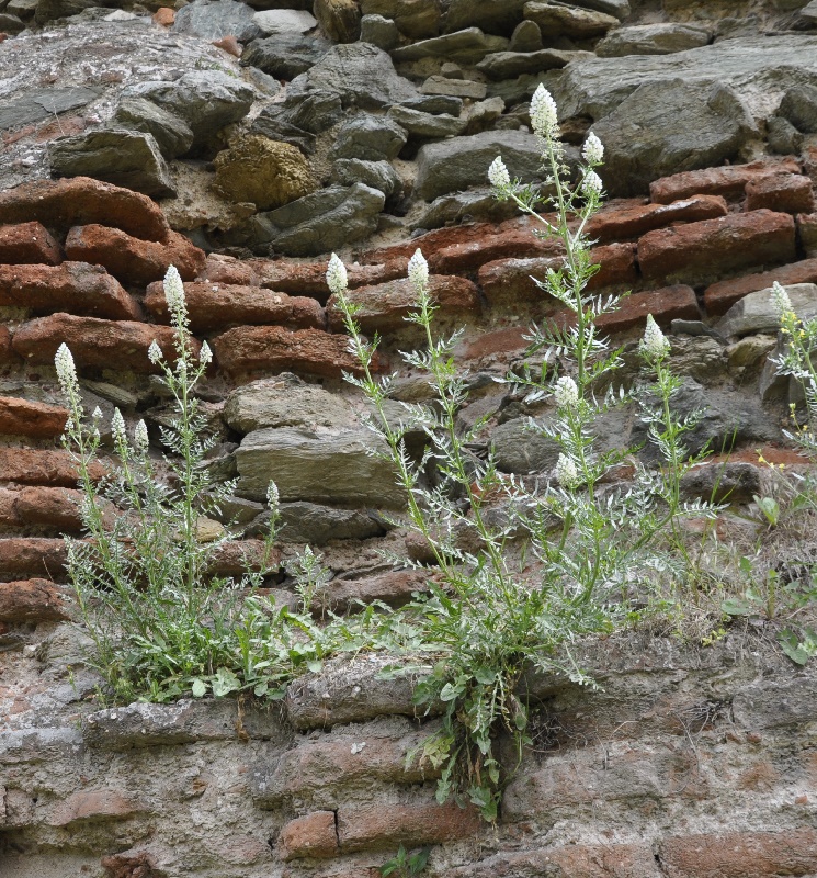 Image of Reseda alba specimen.