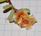 Image of taxon representative. Author is Татьяна Мальчинская