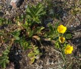 Potentilla tanacetifolia
