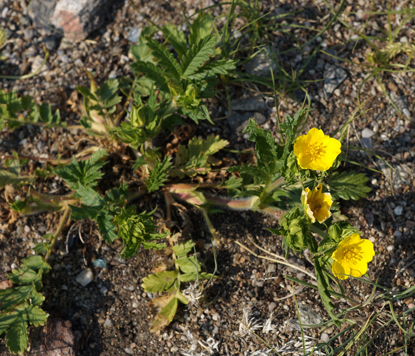 Image of Potentilla tanacetifolia specimen.