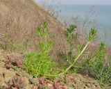 Galium aparine