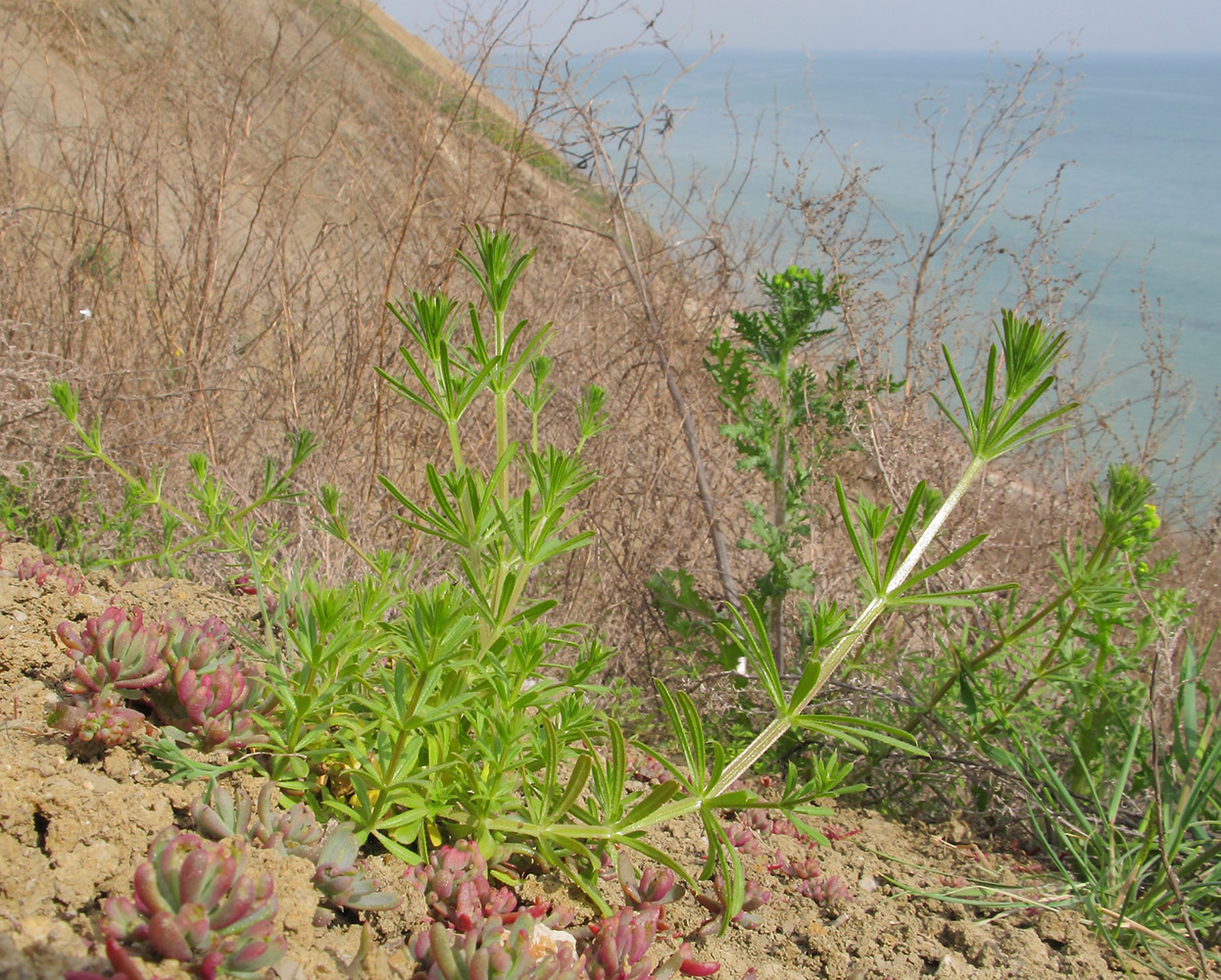 Image of Galium aparine specimen.