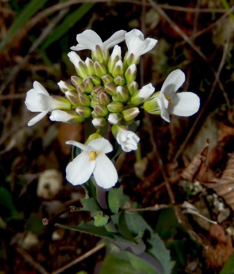 Image of Noccaea macrantha specimen.