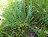 Astragalus angustidens