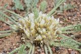 Astragalus scabrisetus. Соцветия. Казахстан, Чу-Илийские горы, глинисто-щебнистая предгорная равнина. 07.05.2016.