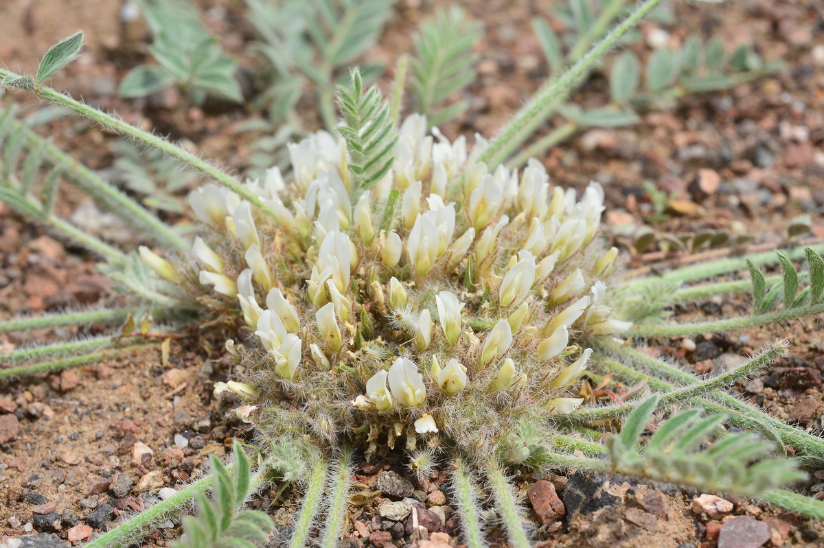 Изображение особи Astragalus scabrisetus.