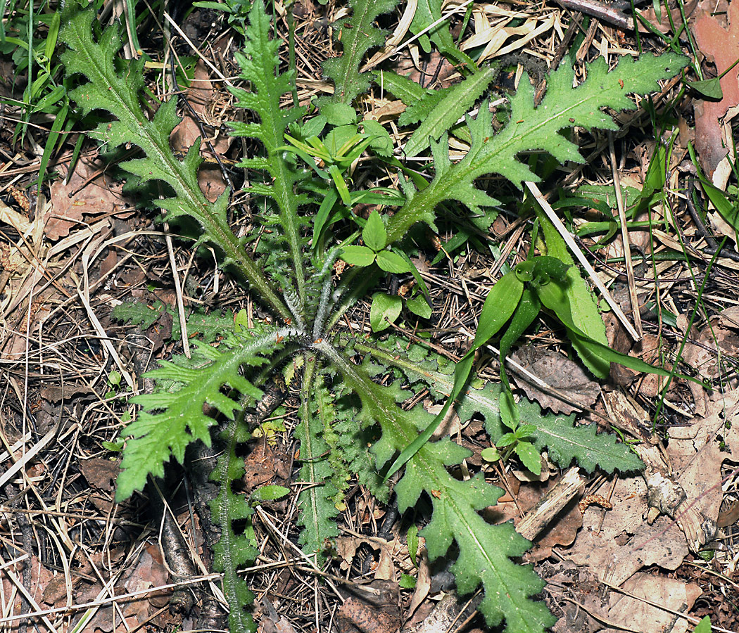 Image of Cirsium palustre specimen.