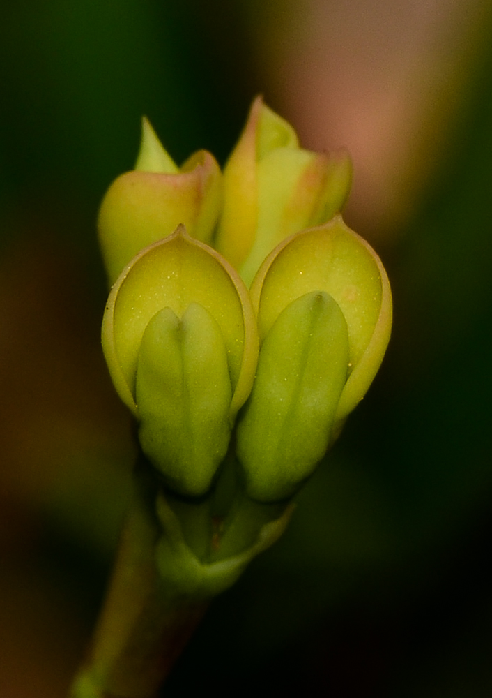 Image of Euphorbia splendens specimen.