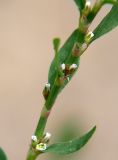 Polygonum aviculare. Часть побега с цветками. Санкт-Петербург, у дороги. 31.07.2009.