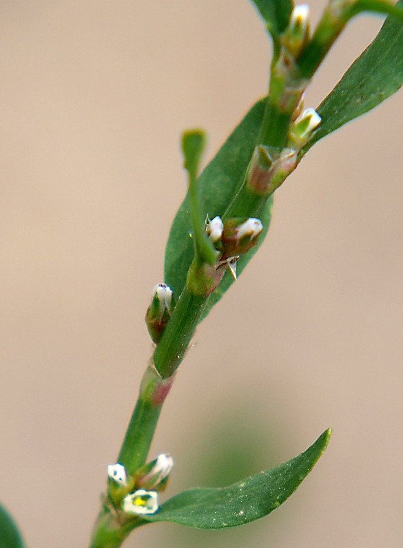 Image of Polygonum aviculare specimen.