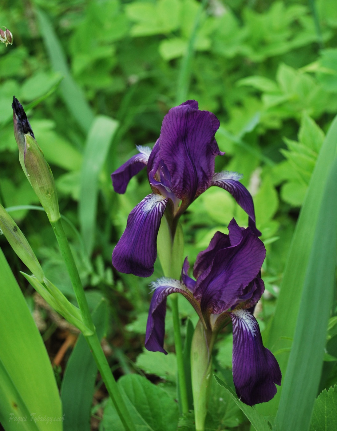 Изображение особи Iris aphylla.