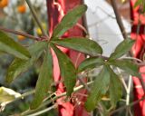 Passiflora caerulea. Листья. Испания, Кастилия-Ла-Манча, г. Cuenca, в культуре. Январь 2016 г.