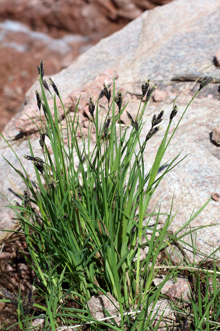 Изображение особи Carex orbicularis.