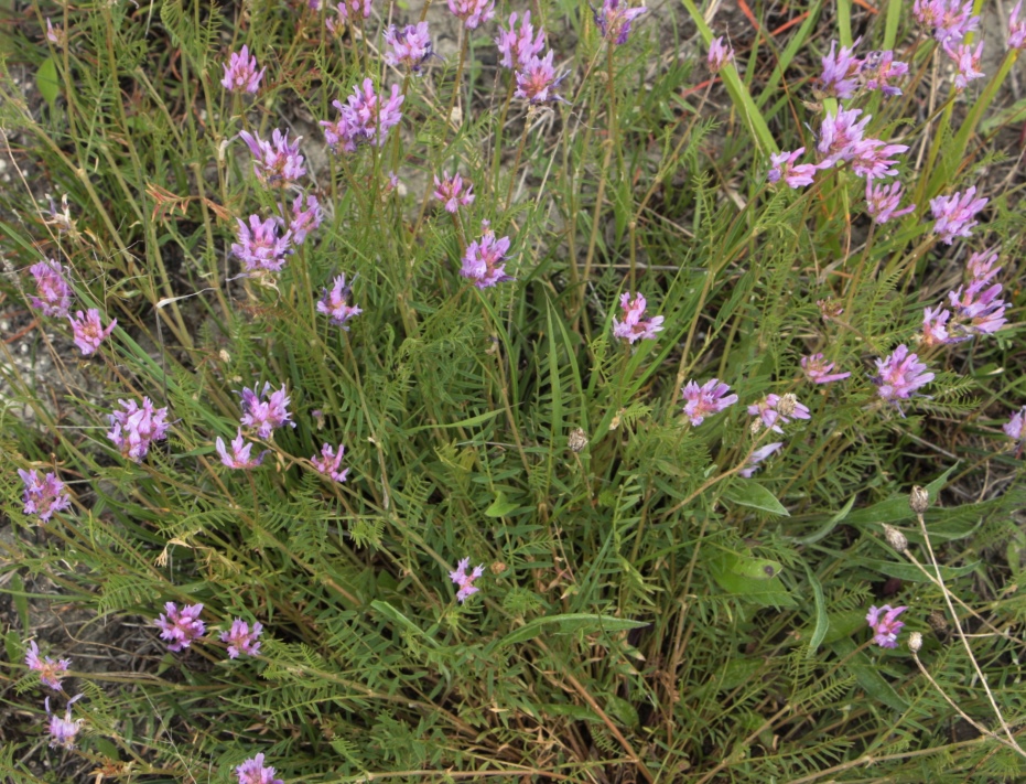 Image of Astragalus jelenevskyi specimen.