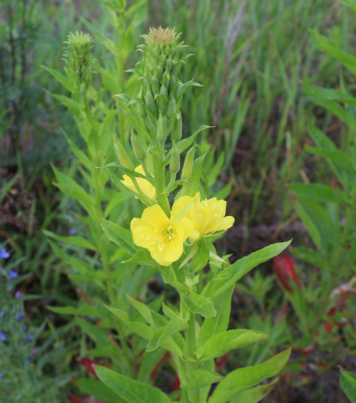 Изображение особи Oenothera biennis.