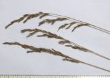 genus &times; Festulolium