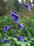 Delphinium elatum