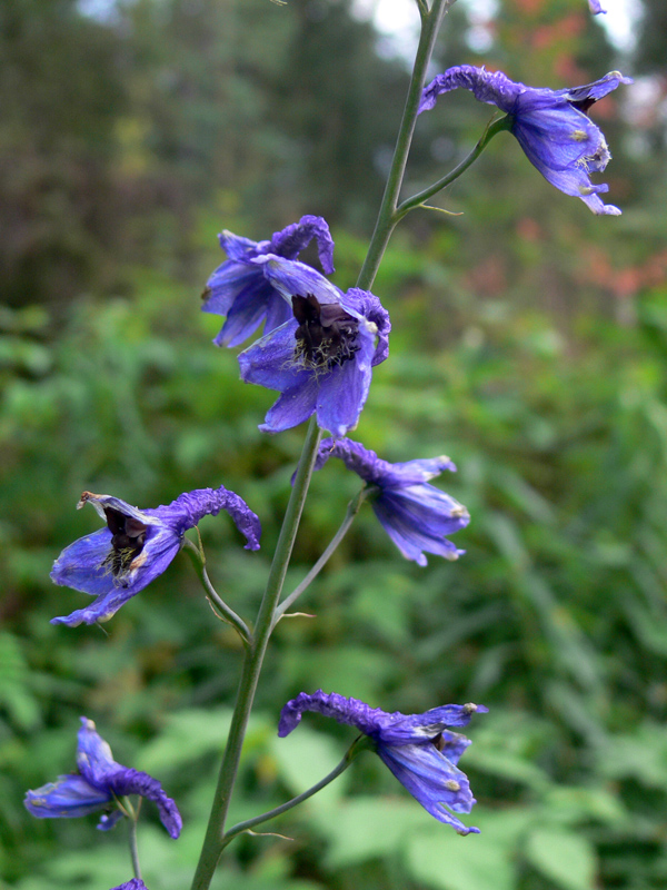 Изображение особи Delphinium elatum.