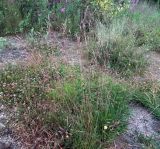 Festuca rubra