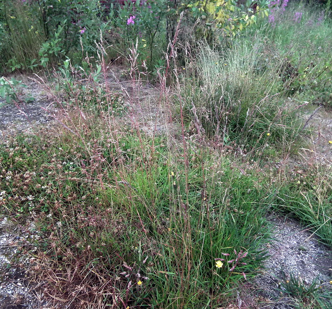 Изображение особи Festuca rubra.