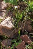 Parnassia laxmannii