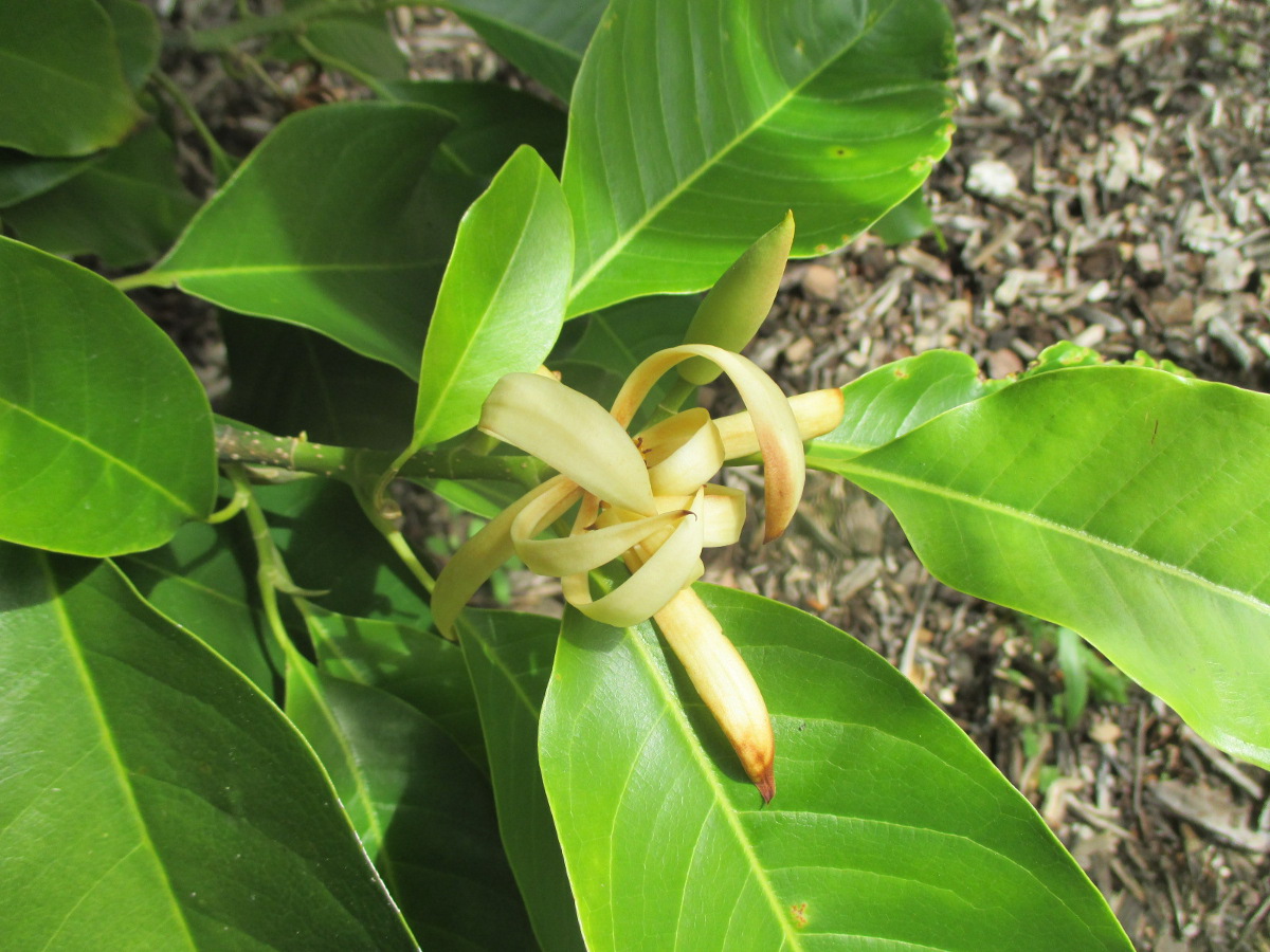 Image of Magnolia &times; alba specimen.