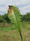 Taraxacum officinale