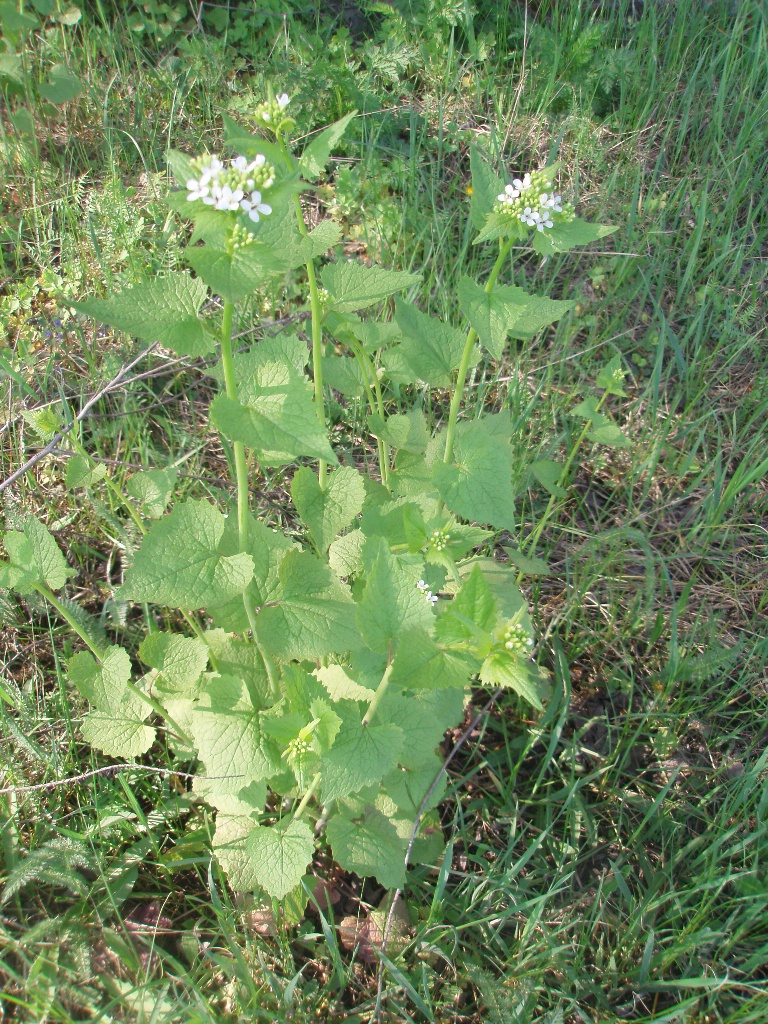 Image of Alliaria petiolata specimen.