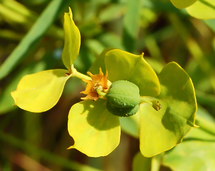 Изображение особи Euphorbia virgata.