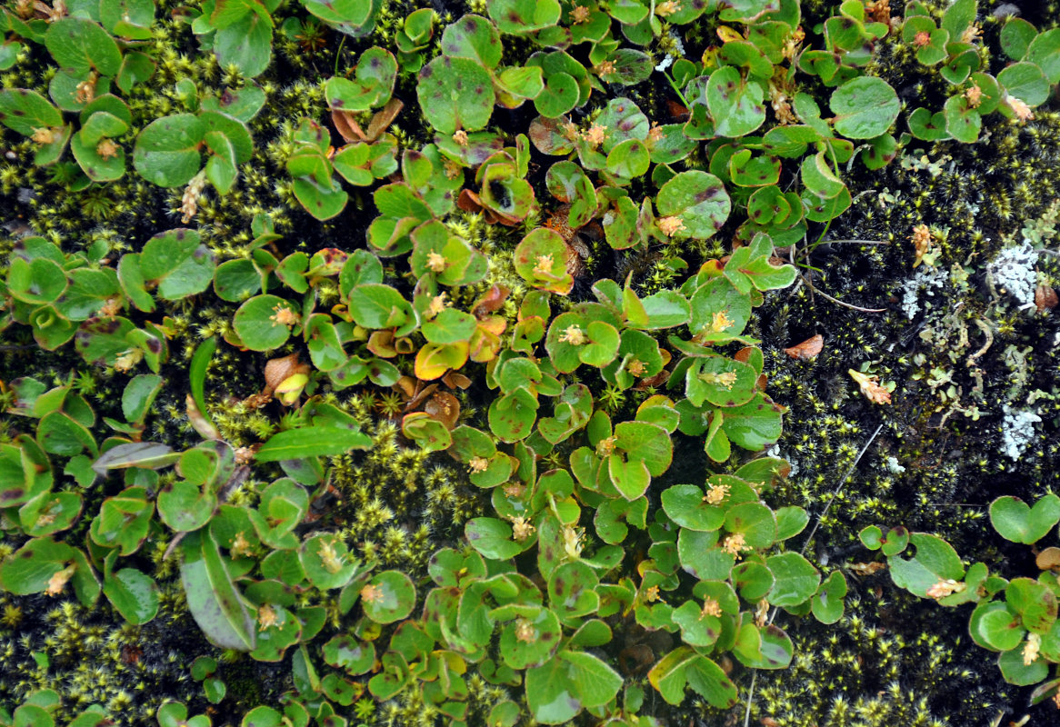 Image of Salix herbacea specimen.