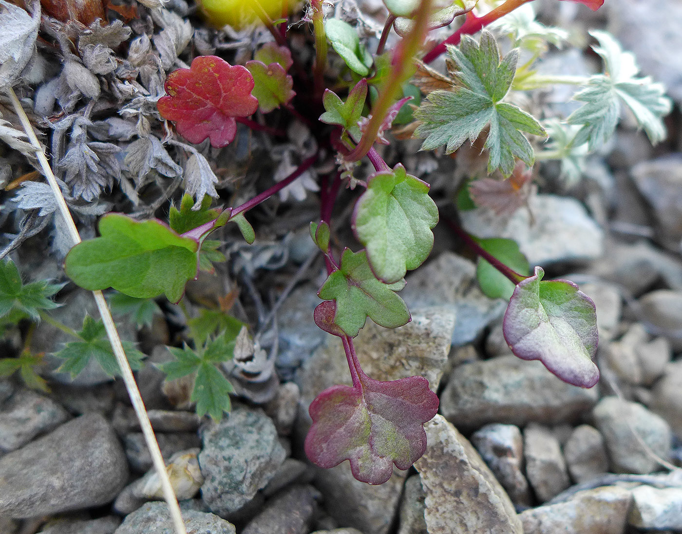 Изображение особи Tephroseris heterophylla.