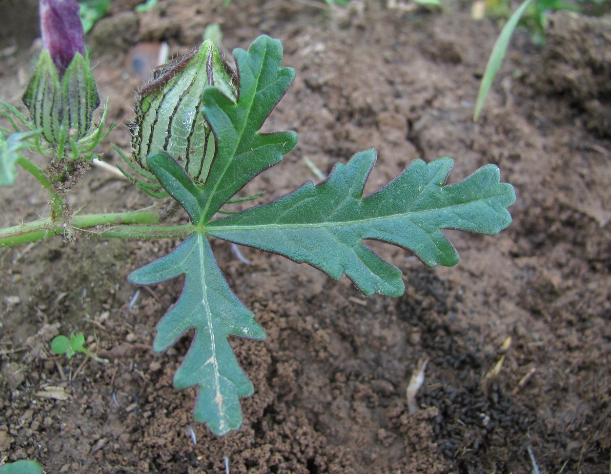 Image of Hibiscus trionum specimen.