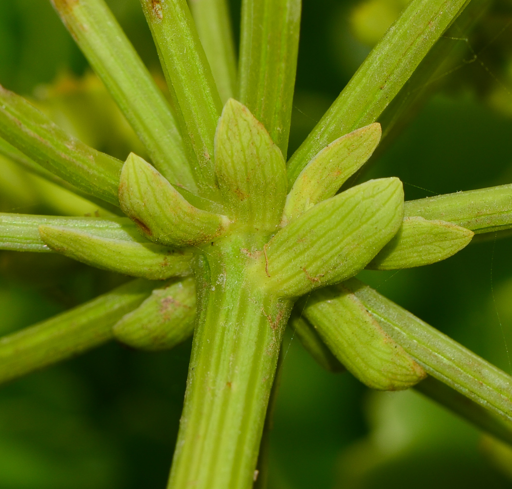 Изображение особи Astydamia latifolia.