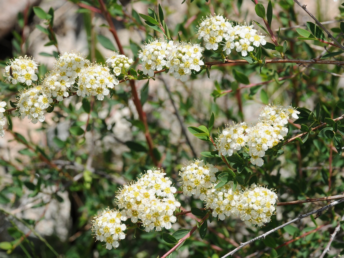 Image of Spiraea lasiocarpa specimen.