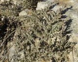 Artemisia lercheana