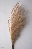 Miscanthus purpurascens