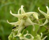 Vincetoxicum volubile
