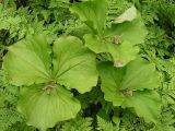 Trillium camschatcense