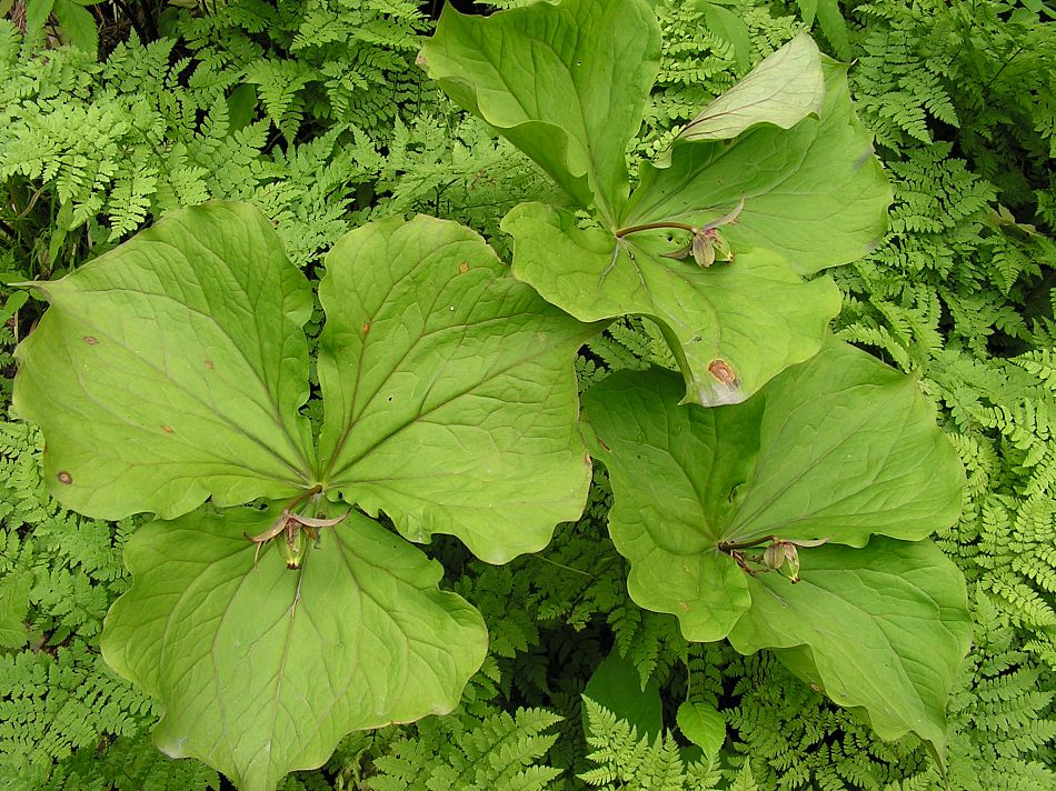 Image of Trillium camschatcense specimen.