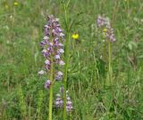 Orchis militaris