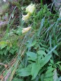 Digitalis grandiflora