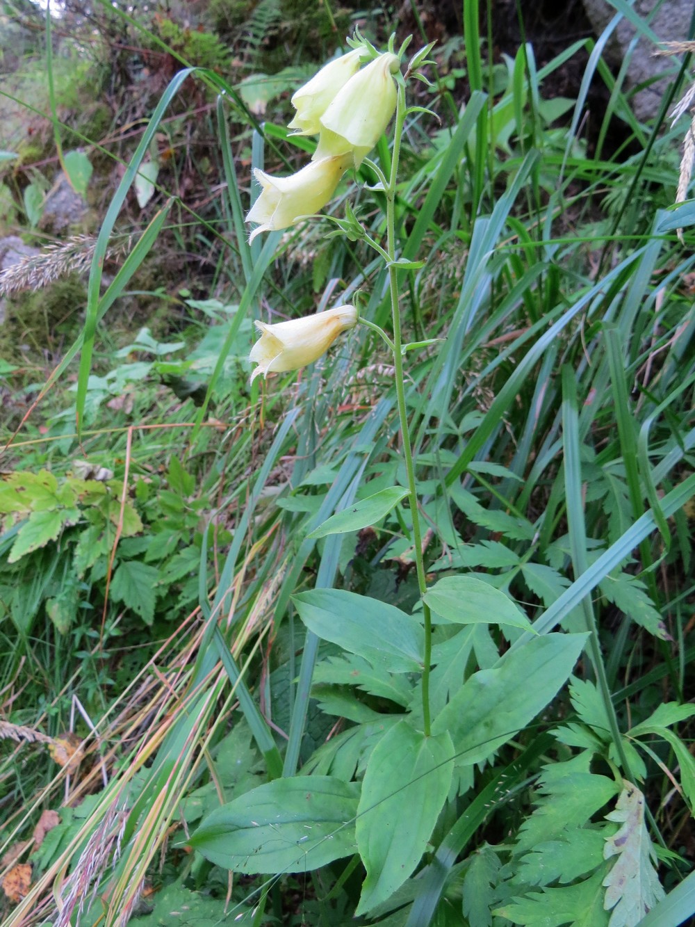 Image of Digitalis grandiflora specimen.