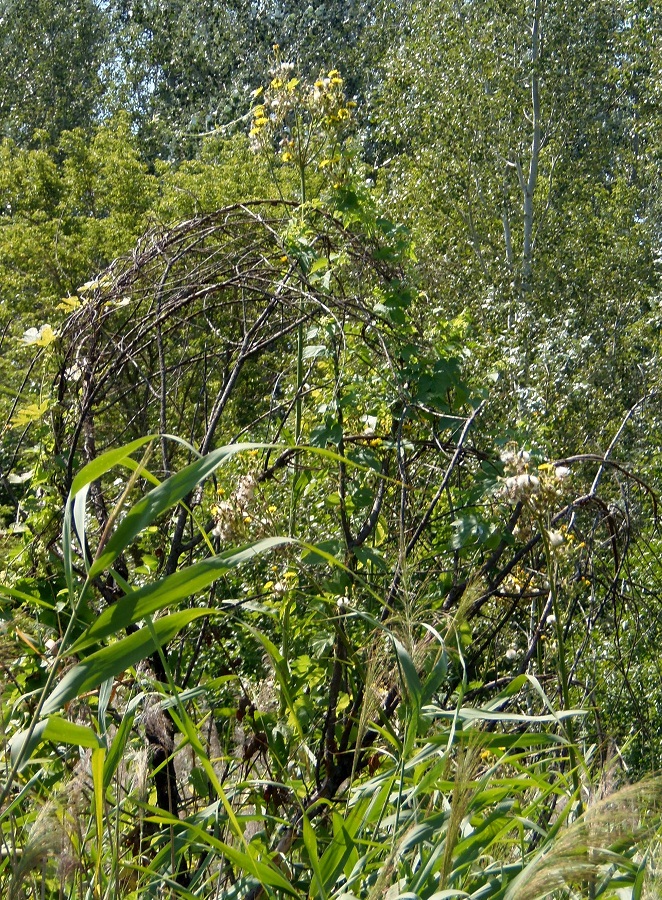 Изображение особи Sonchus palustris.